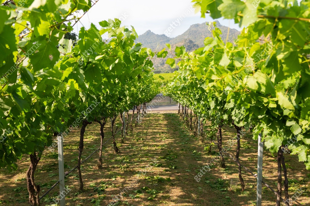 Perspective landscape view of footpath or lane in grape cultivation in ...