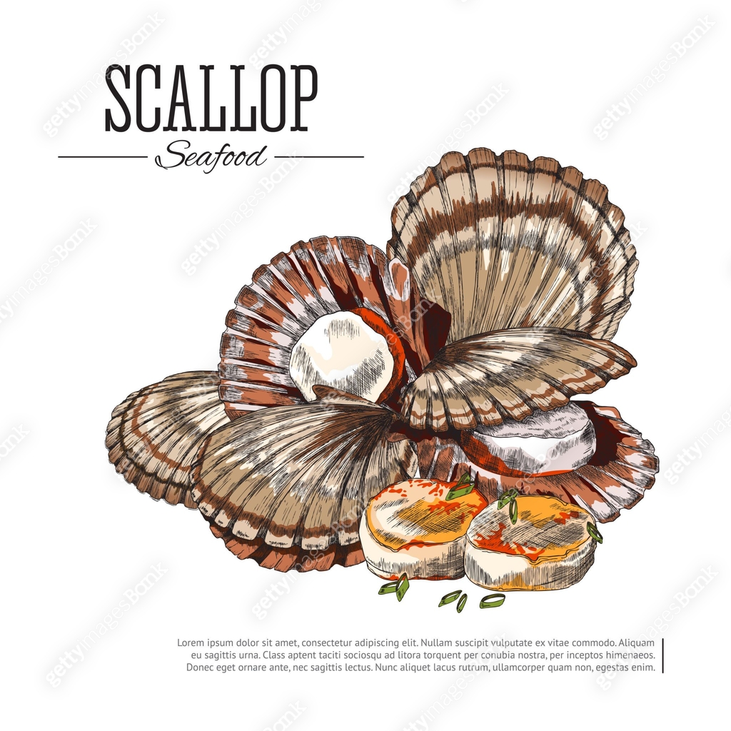 Shellfish Drawing/design Scallop seafood colored sketch vector illustration. Japanese cuisine ...
