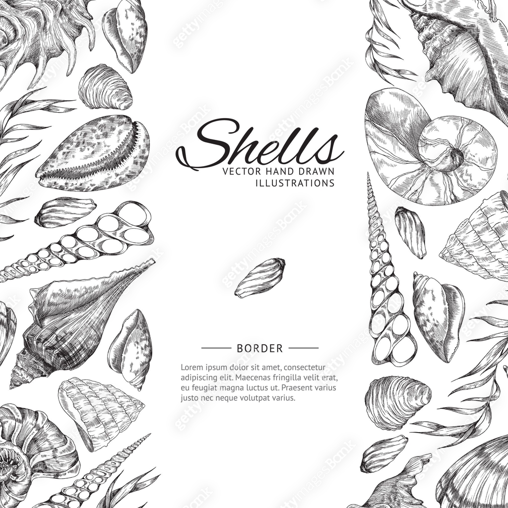 Sea Shell Scroll Design Sea shells frame or border for marine design, hand drawn sketch vector ...