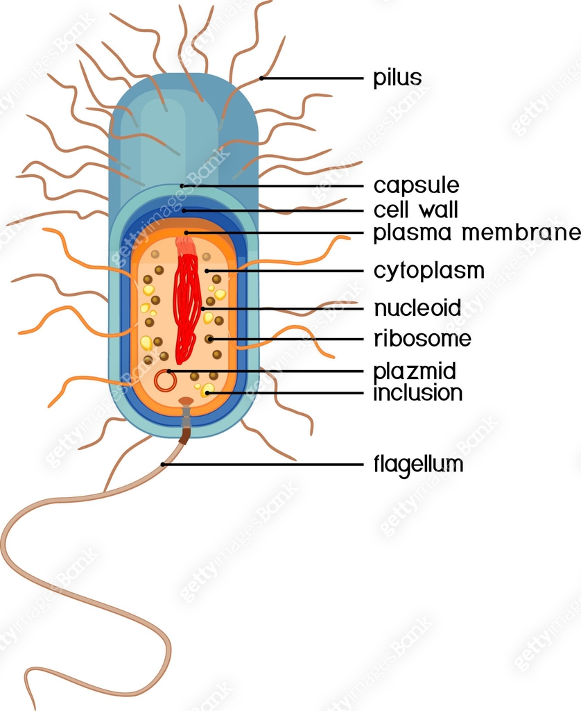 Bacterial cell structure. Prokaryotic cell with nucleoid, flagellum ...