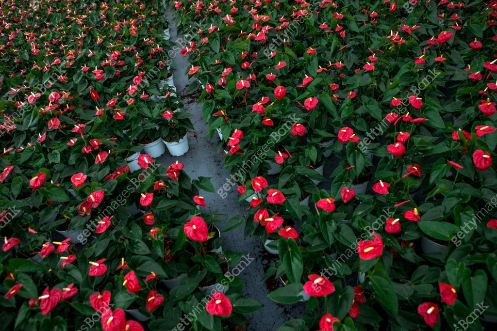 The inside of a working flamingo plant greenhouse 이미지 (1369134696) - 게티 ...