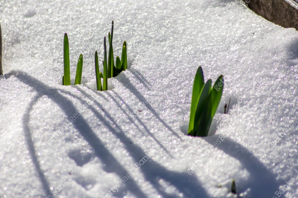 The winter ends and the springtime shows fresh green and snow covered ...