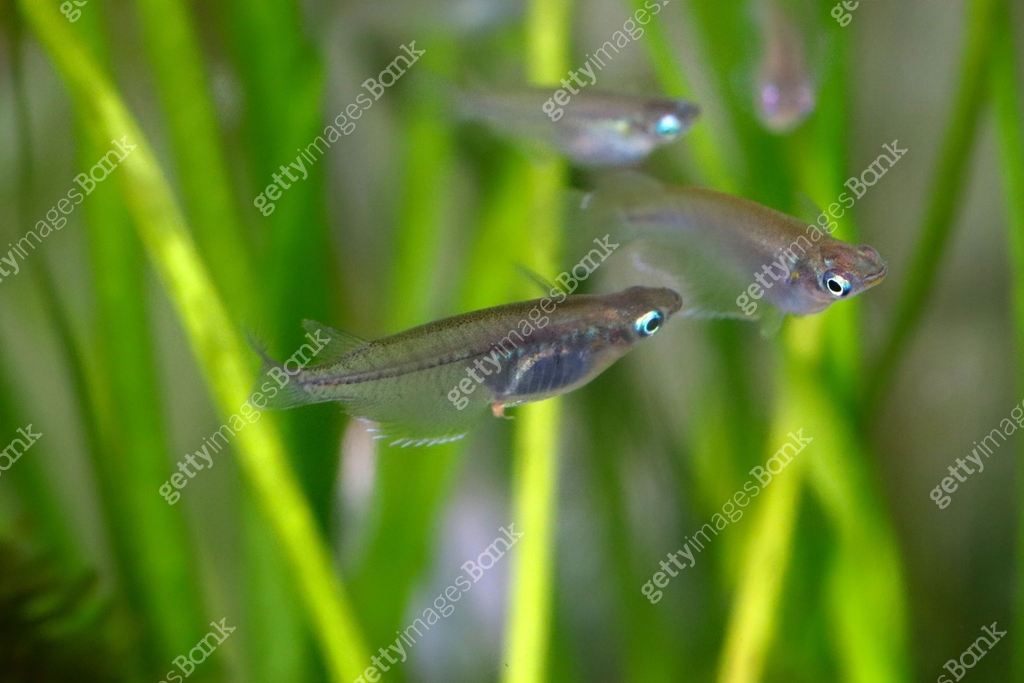 Japanese popular aquarium small Japanese rice fish