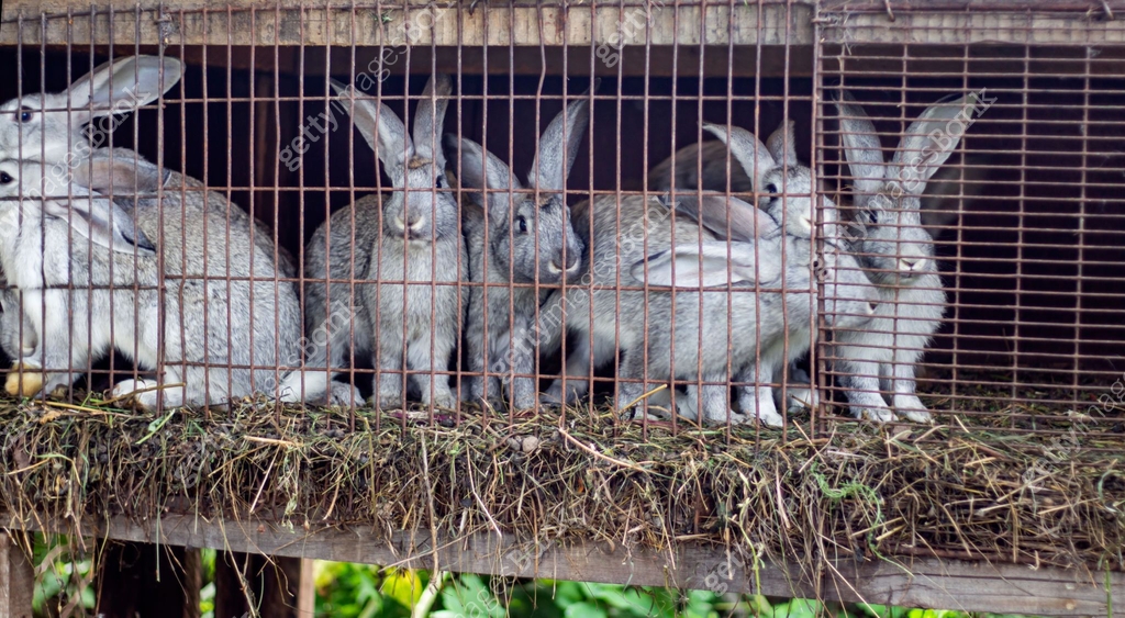 Domestic fluffy gray farm rabbits behind the bars of a cage on a ...