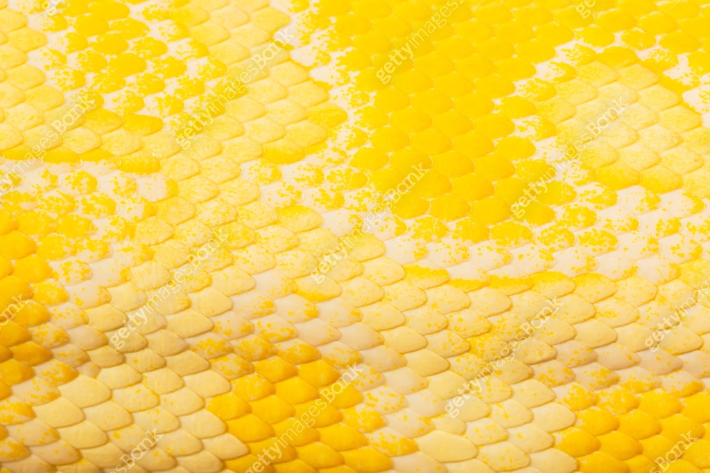 Yellow snake scale texture,Golden python scale texture,close up view of ...