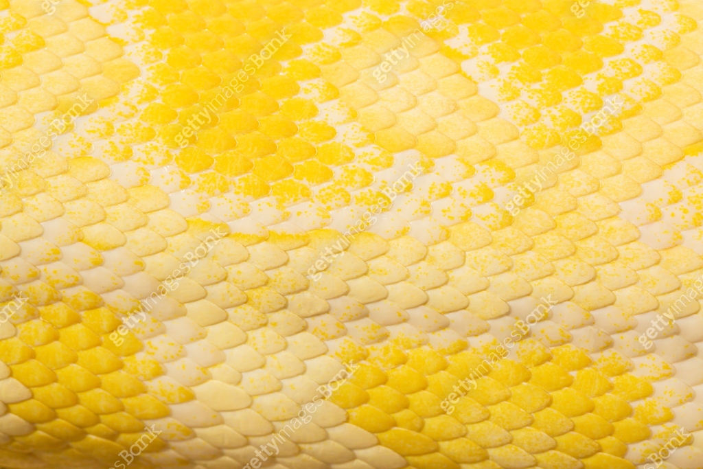Golden Python Legs yellow snake scale texture,Golden python scale texture,close up view of ...