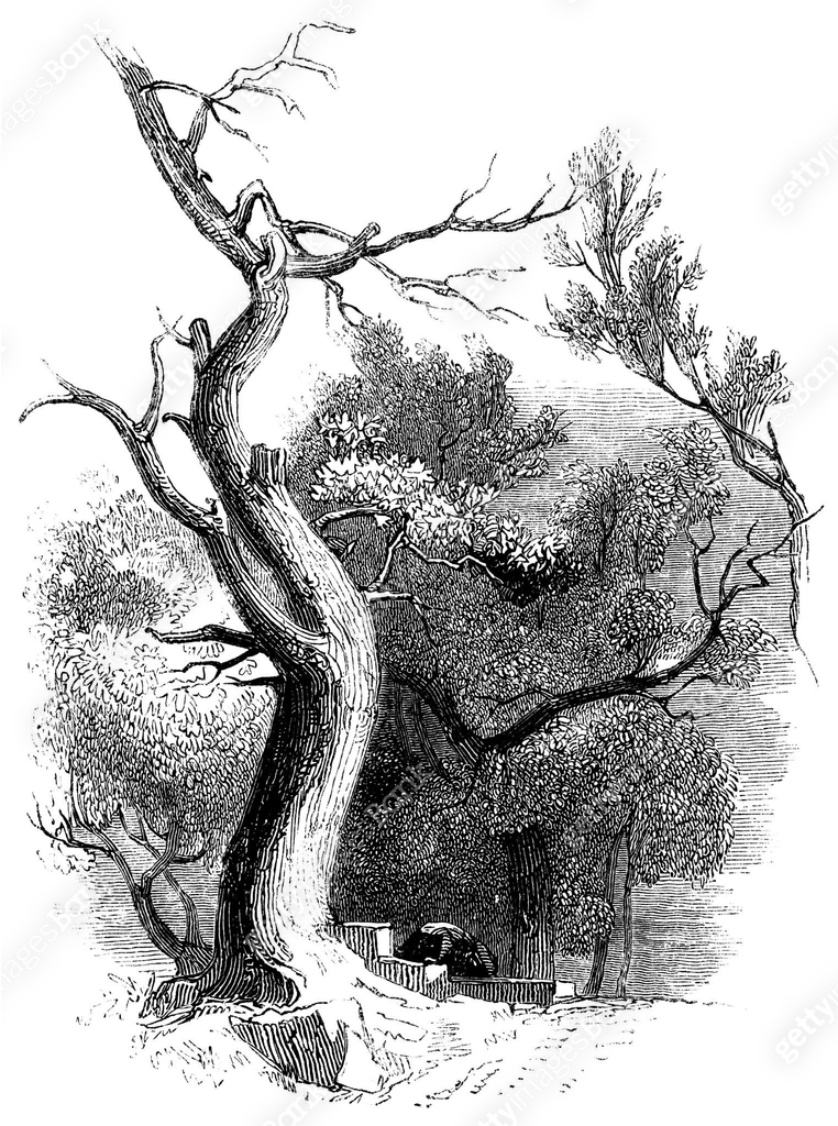 Ancient White Willow Tree in Rome, Italy - 19th Century 이미지 (1369199494 ...