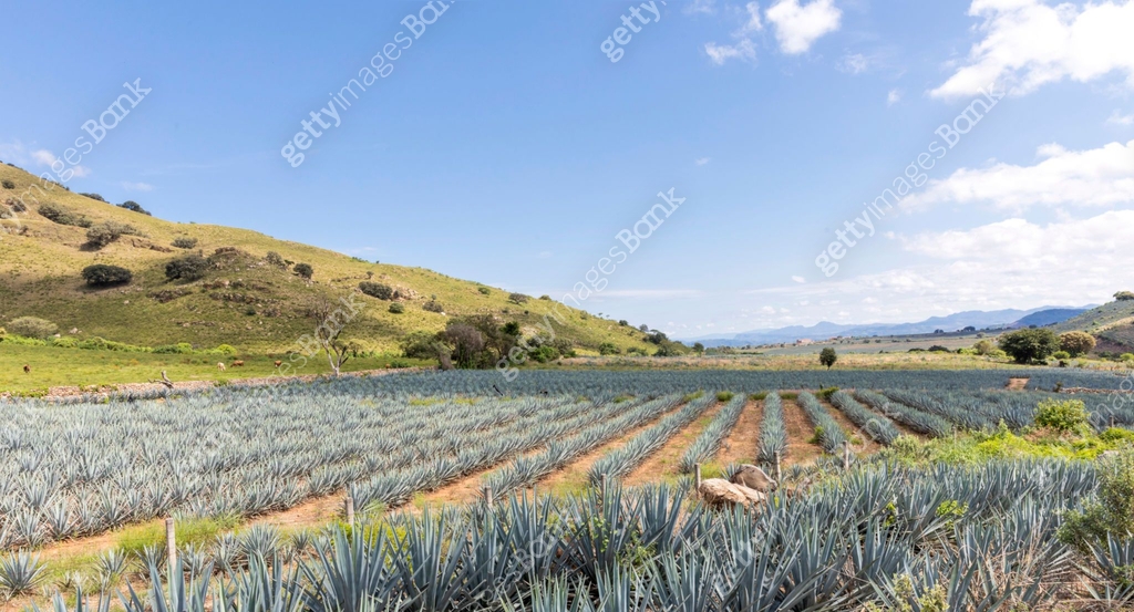 Agave Rural Bank Landscape of agave plants to produce tequila 이미지 (1386312002) - 게티이미지뱅크