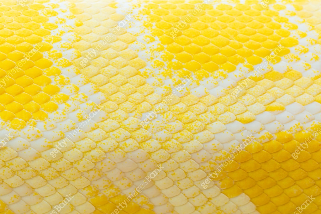 Golden Python Legs Golden python scale texture,close up view of golden python (Python ...