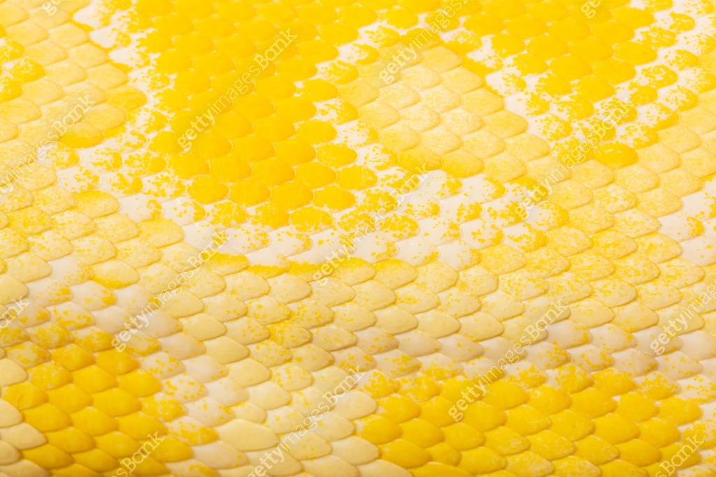 Golden Python Legs Macro yellow snake scale texture,close up view of golden python (Python ...