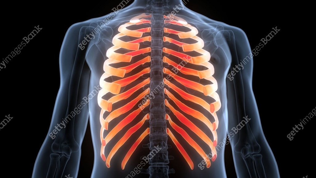 Human Skeleton System Rib Cage Bone Joints Anatomy 이미지 (1387042870 ...
