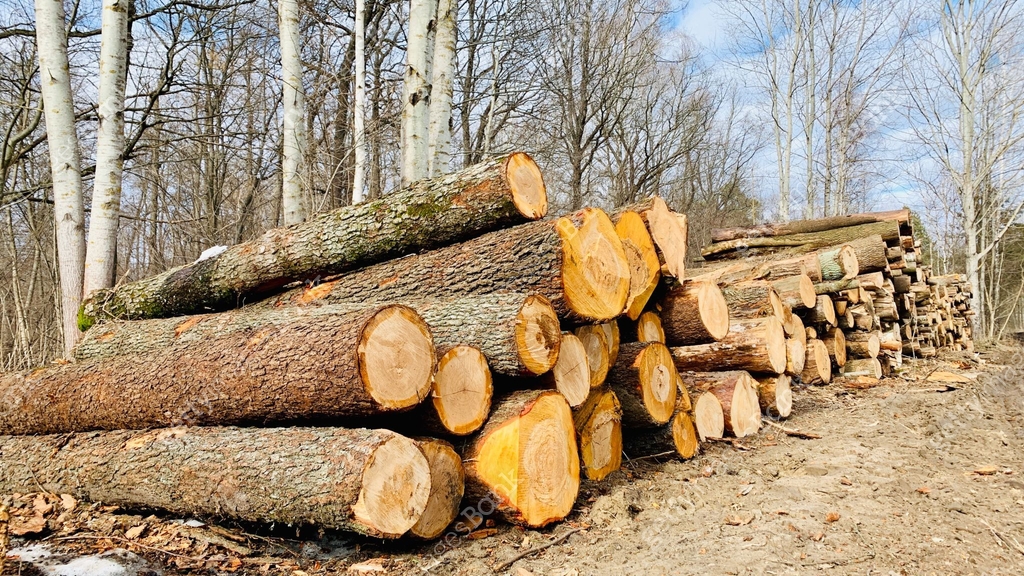 Log stacks along the forest road. Trees chopped and stacked in forest ...
