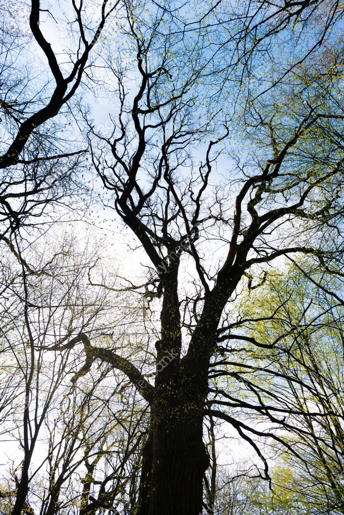 Spring Forest Treetops Deciduous treetops in spring forest against sky upward view, tree ...