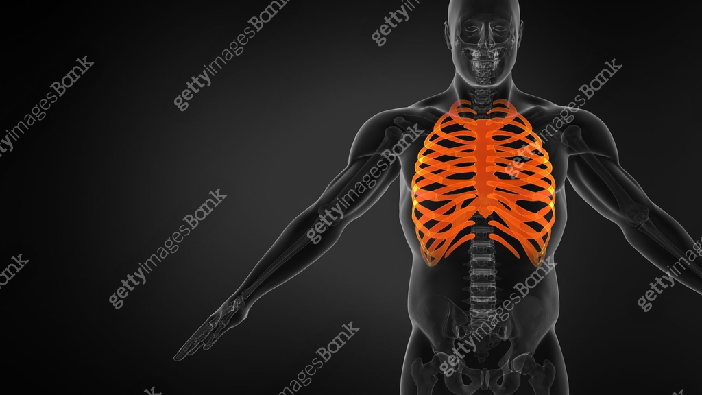 Human Ribs Emacated Human Rib Cage Anatomy 이미지 (1390217711) 일러스트, 무료 일러스트 - 게티이미지뱅크