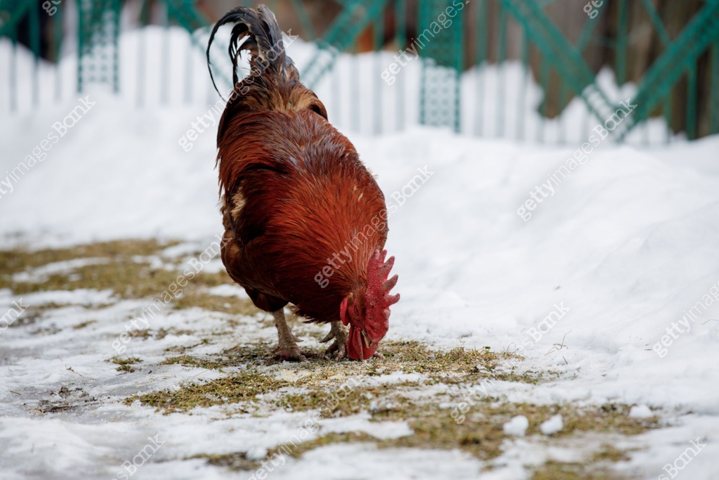 Red bright rooster walks outdoors on a winter day. Rural chicken farm ...