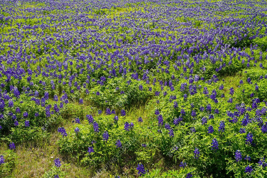 Texas Bluebonnets, Lupine, Landscape 이미지 (1390554551) - 게티이미지뱅크