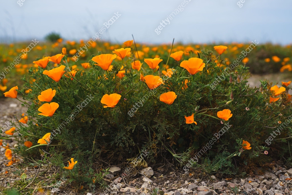 Golden poppies close up. California State flower in bloom in the early ...