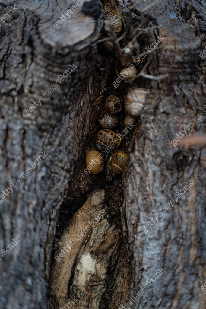 Crawck Insect Tree crack where several snails live or hide in it. 이미지 (1393380185 ...