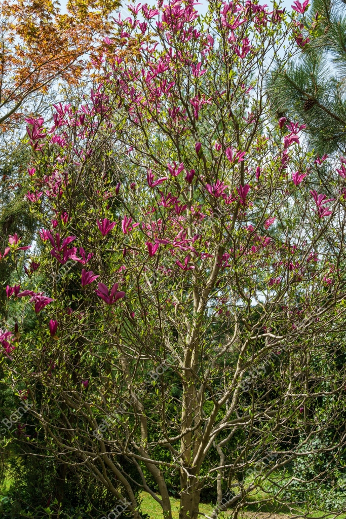 Old tree of Magnolia Susan (Magnolia liliiflora x Magnolia stellata ...