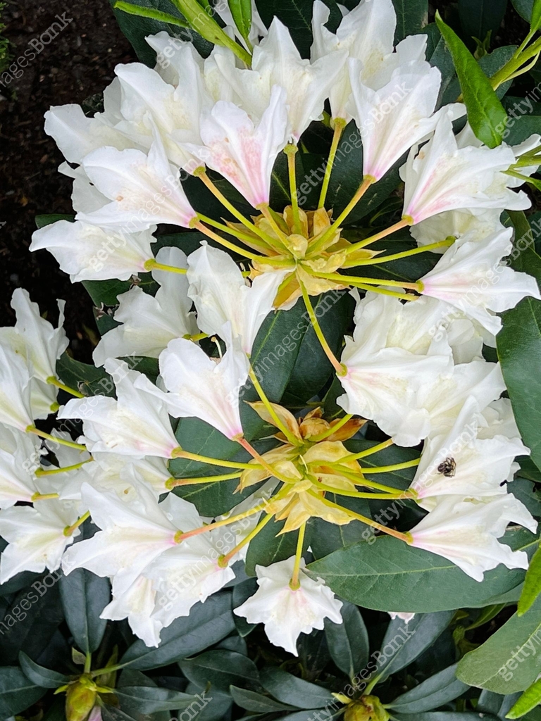 White Insect Rhododendron White Rhododendron close up 이미지 (1397332859) - 게티이미지뱅크