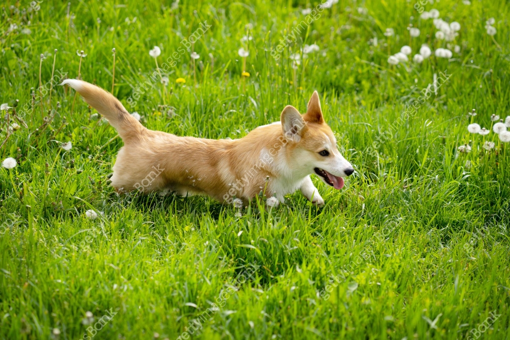 Dog Running Springtime A Pembroke Welsh Corgi dog is running on a grass field in springtime ...