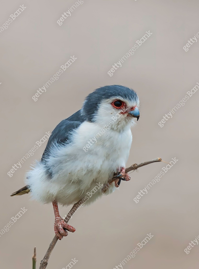 Pygmy Raptors The pygmy falcon (Polihierax semitorquatus) or African pygmy falcon is ...