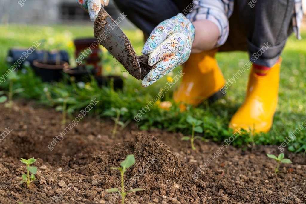 Dig Planting Female gardener planting flowers in her flowerbed. Gardening concept ...