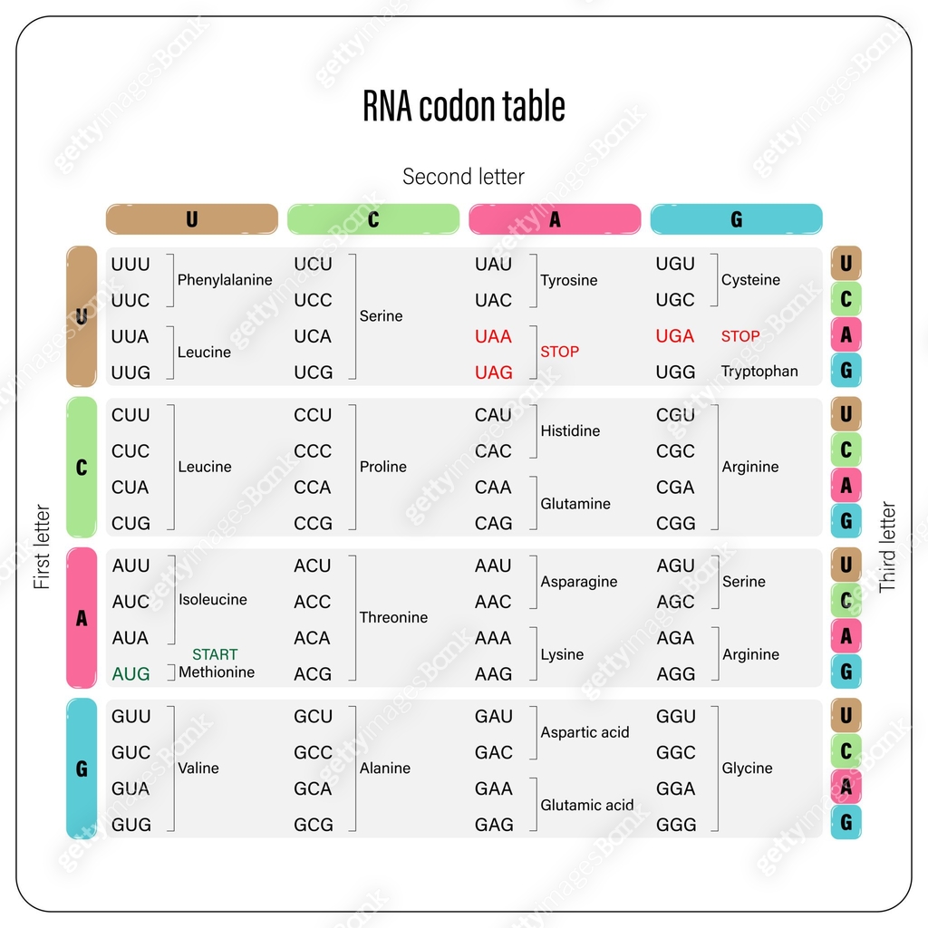 RNA codon table vector. Genetic code table. The three bases of an mRNA ...