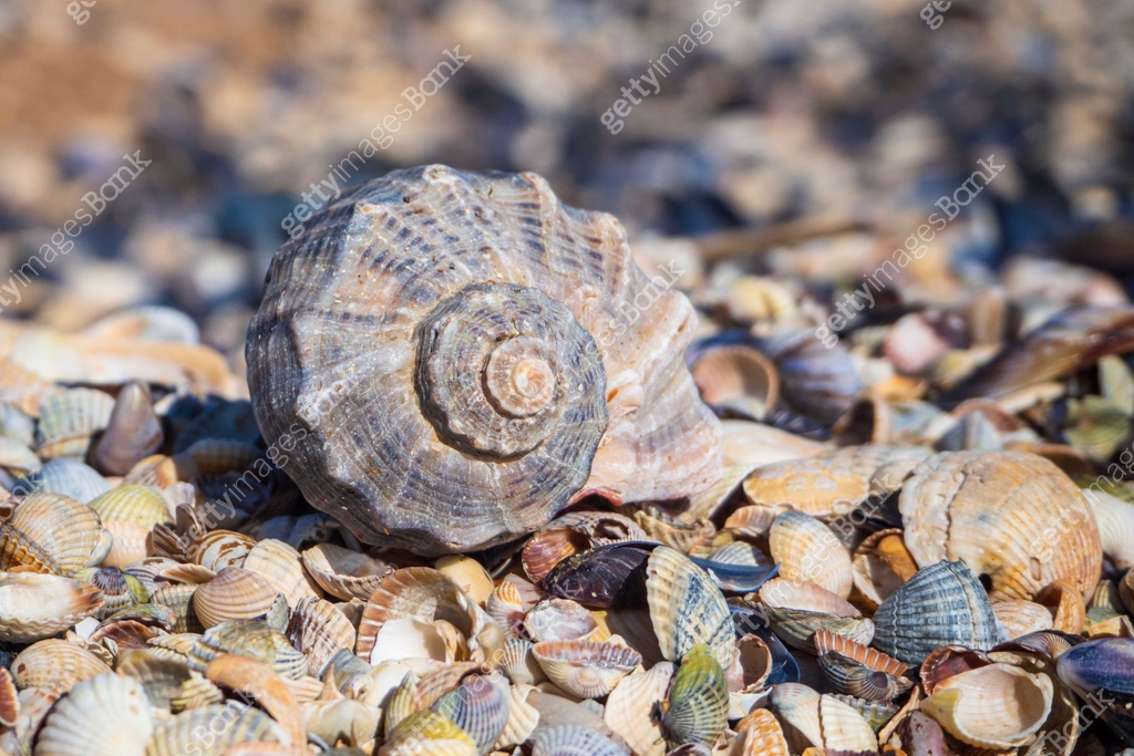 A large shell on small shells - The texture of shells in close-up. The ...