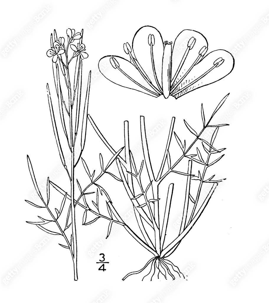 Antique botany plant illustration: Cardamine arenicola, Sand bitter ...