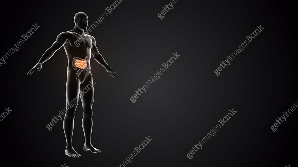 Body Is Small Human body with small intestine 이미지 (1395683293) - 게티이미지뱅크