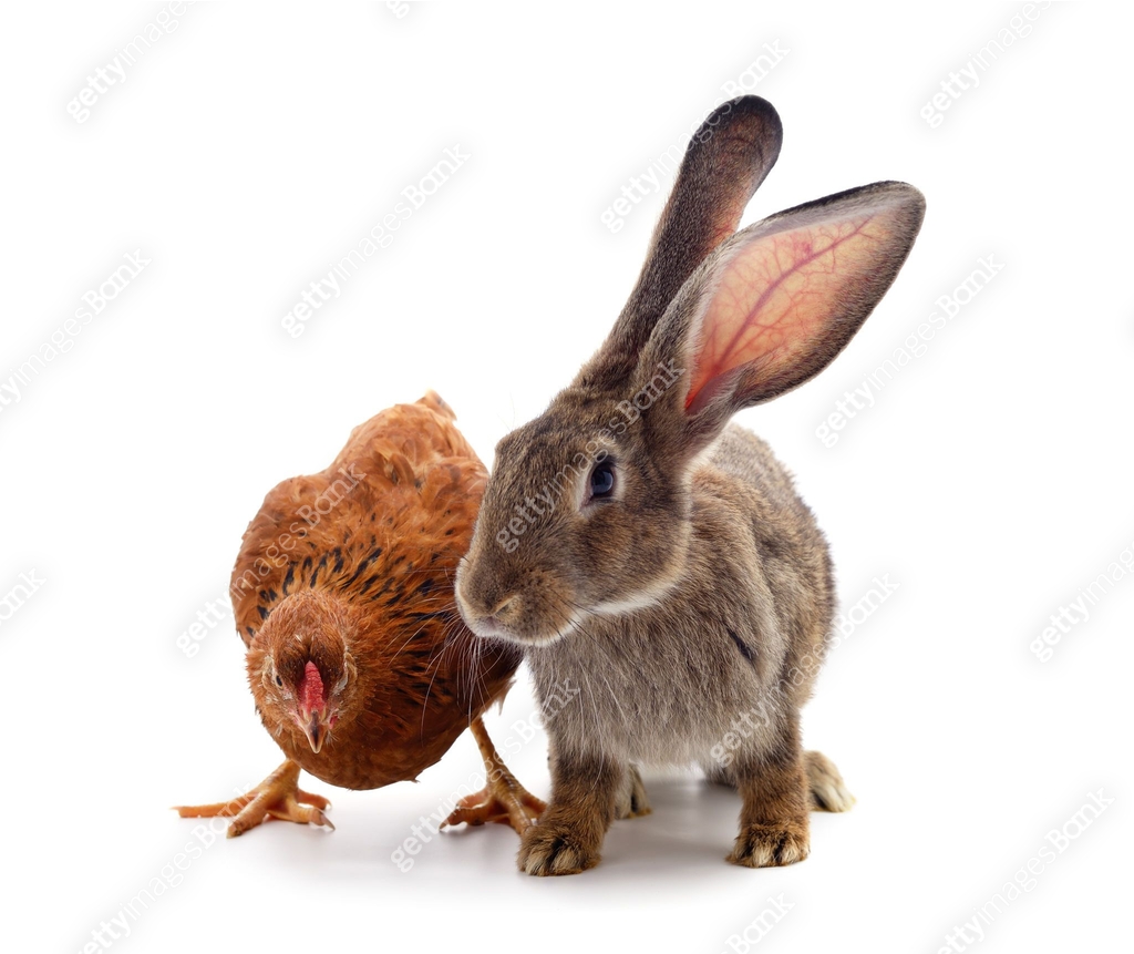 Gray rabbit with brown chickens. 이미지 (1396795372) - 게티이미지뱅크