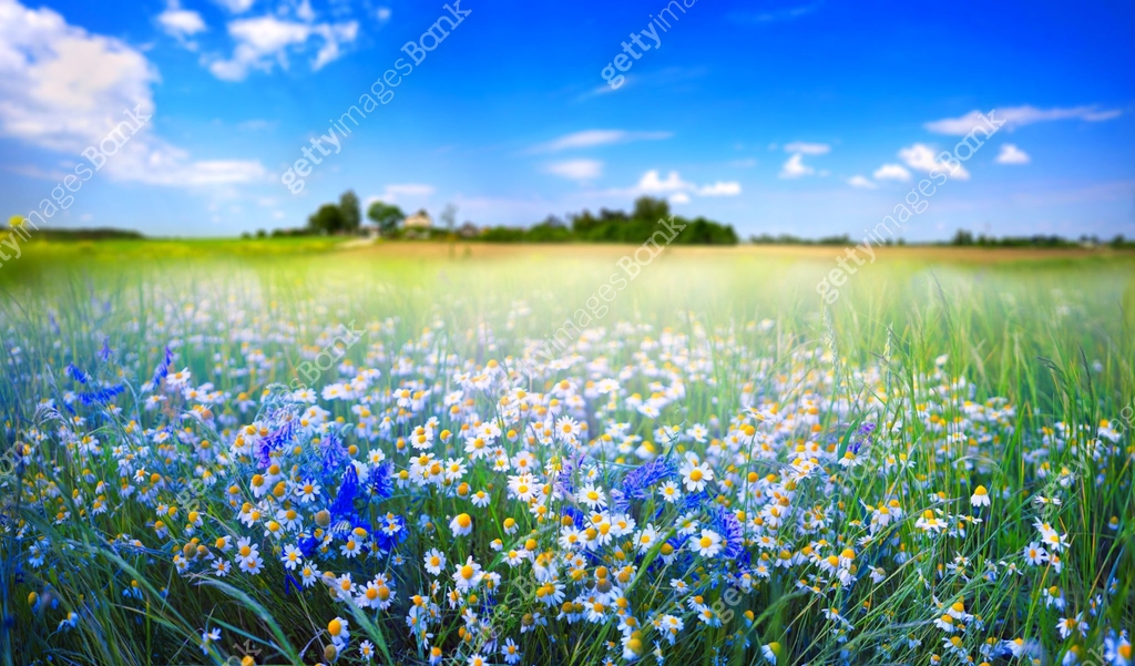 Beautiful pastoral natural spring summer landscape with daisies and ...