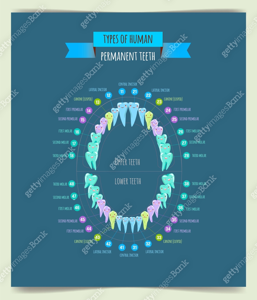 Poster 32 permanent adult teeth. Adult human mouth with tooth numbering