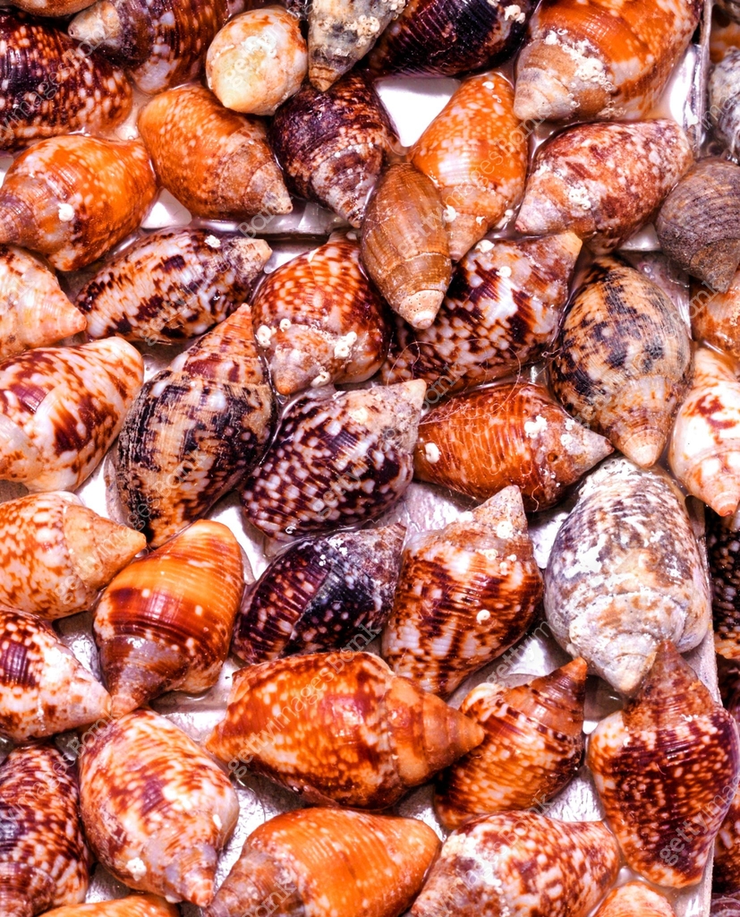Background of sea shells 이미지 (1403267613) - 게티이미지뱅크