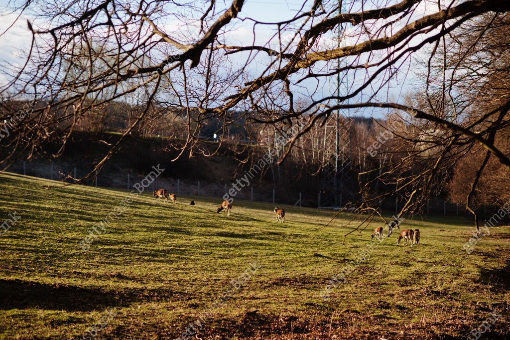 Forest Or Rams Roe deers and rams in early spring forest. 이미지 (1405472032) - 게티이미지뱅크