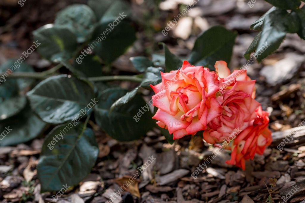 Red Peach Roses A red, peach rose of a beautiful pastel shade with dew at dawn ...