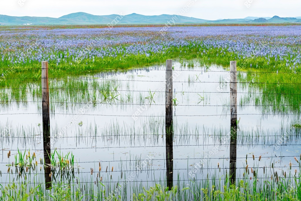 Spring Marsh Field filled with wildflowers in a spring marsh 이미지 (1410665032) - 게티이미지뱅크