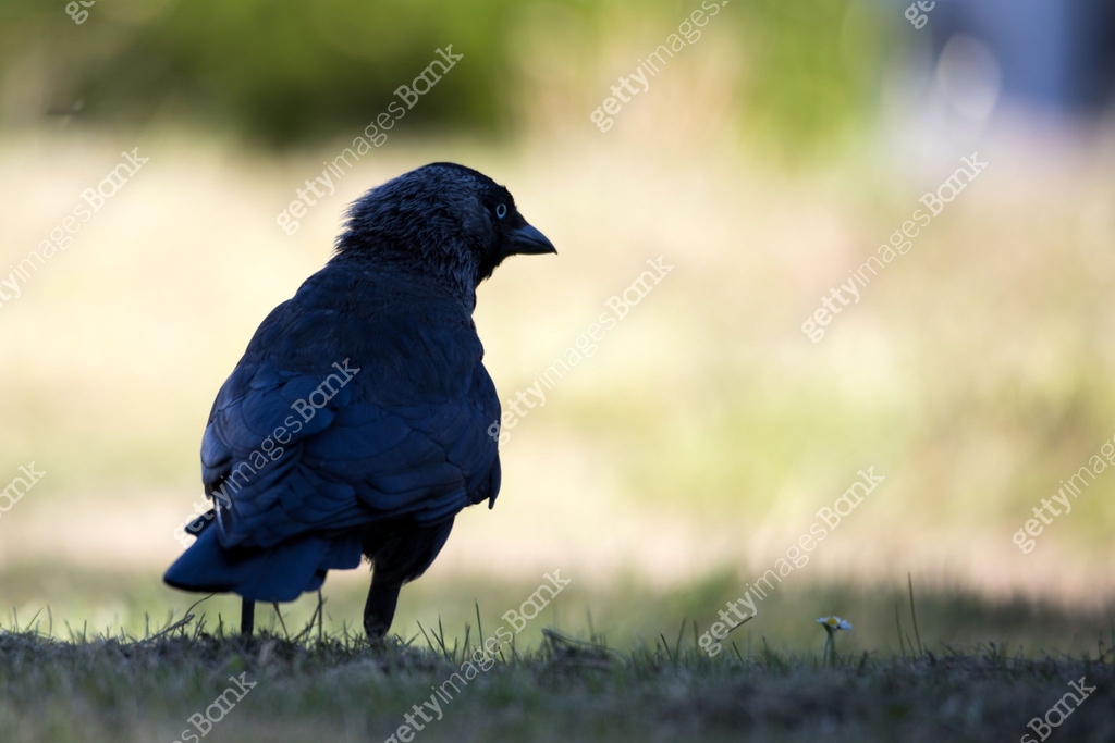 Closeup of the back of black crow looking in the distance with natural ...