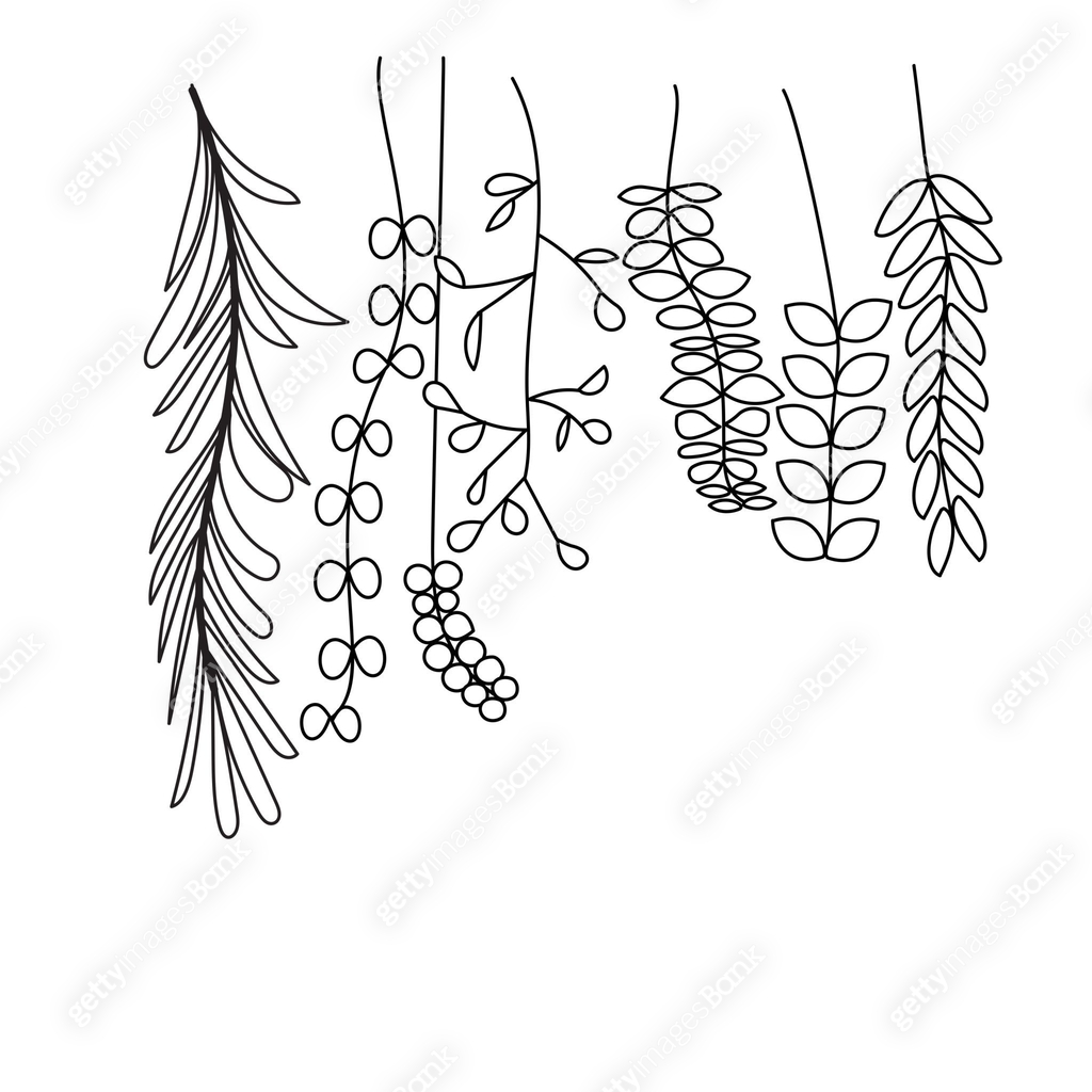 Plant Vines and Leaves doodle Line Art Drawing isolated on white ...