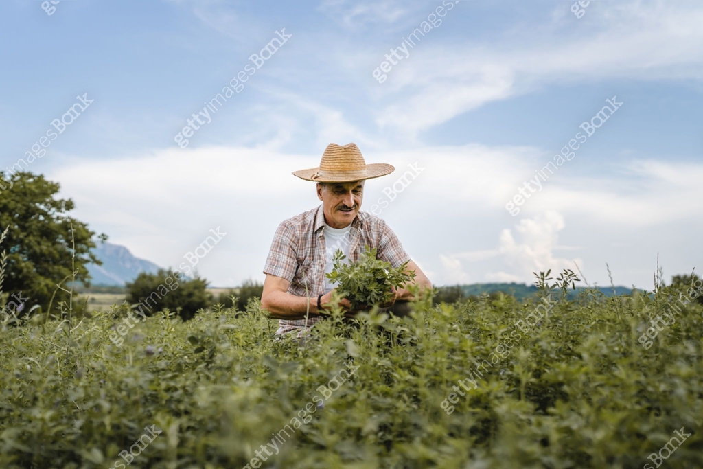 one man senior caucasian farmer checking alfalfa Medicago sativa ...