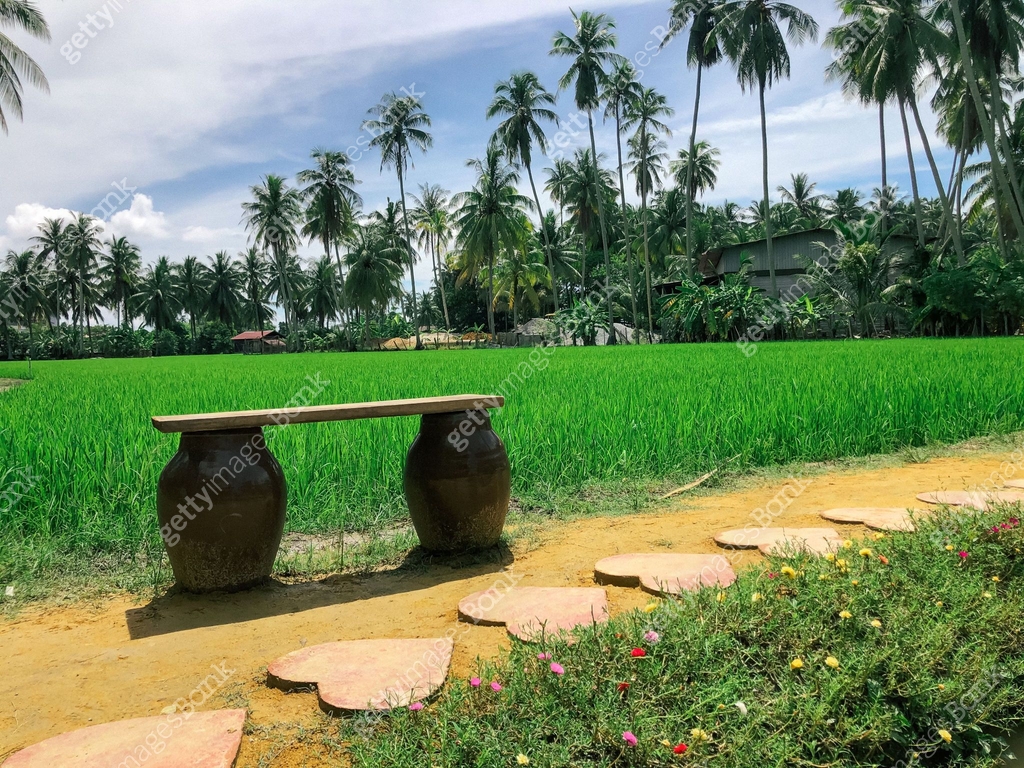 An empty bench at the rice paddy field during the sunny day 이미지 ...