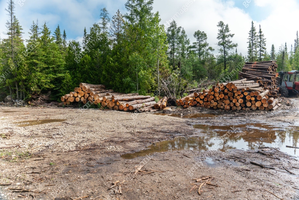 Logging Row Examples Logs of pine and spruce trees, trunks pile. Sawn trees from the wild ...