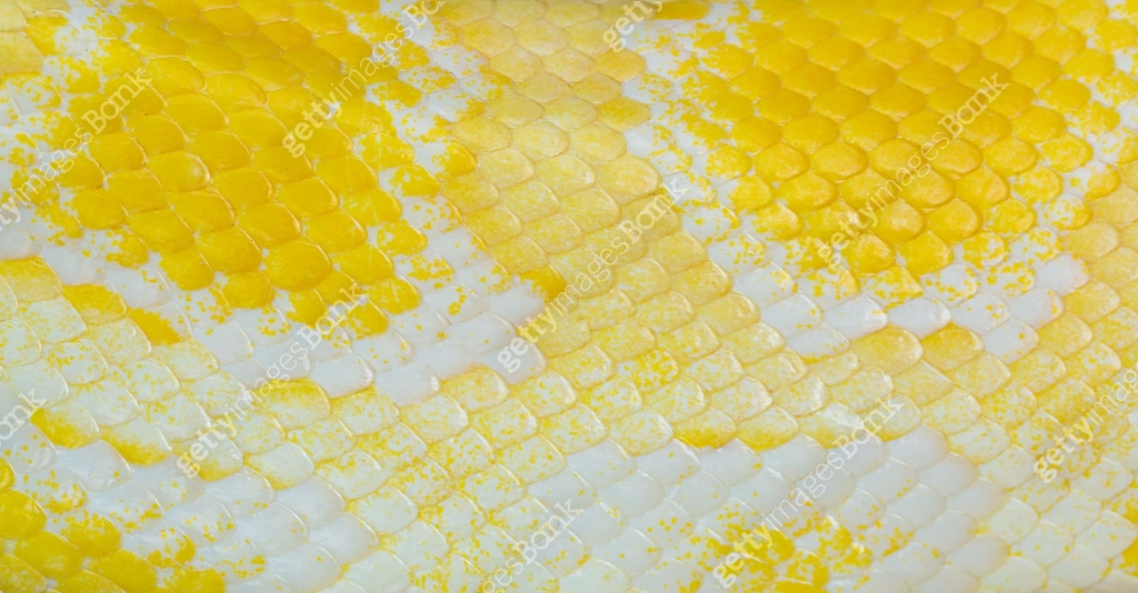 golden yellow python skin texture,close up view of golden python ...