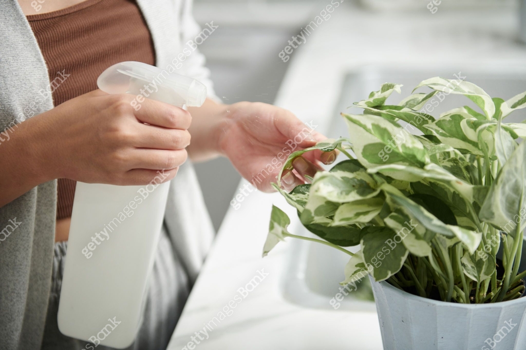 Woman Cleaning Plant Leaves 1434207867 woman-cleaning-plant-leaves-1434207867