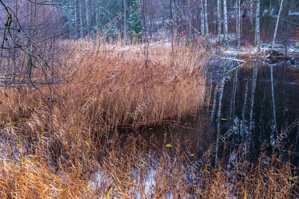 Forest Reed Barrow Reed bed at a lakeshore winter day in the forest 이미지 (1435519567) - 게티이미지뱅크