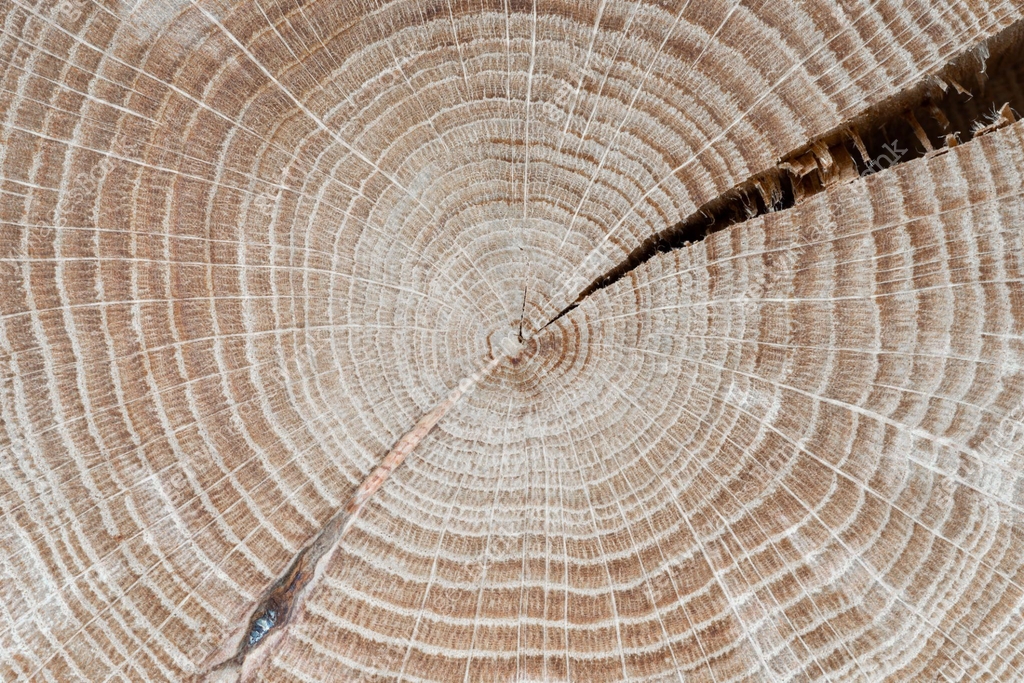 Wood grain closeup. Cross section of an oak tree. Annual growth rings ...