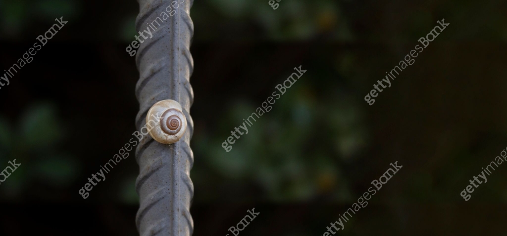 Metal Snail Shell Round white spiral snail shell on a metal reinforcement bar 이미지 ...