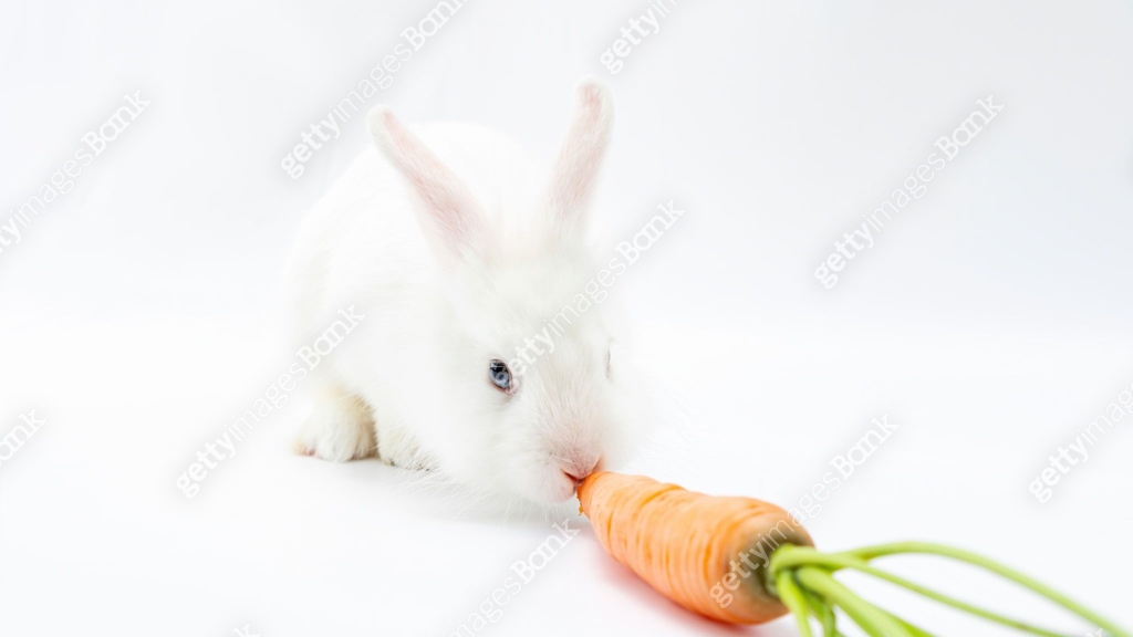 The white rabbit eats a carrot. Fluffy pygmy bunny with a carrot on a ...