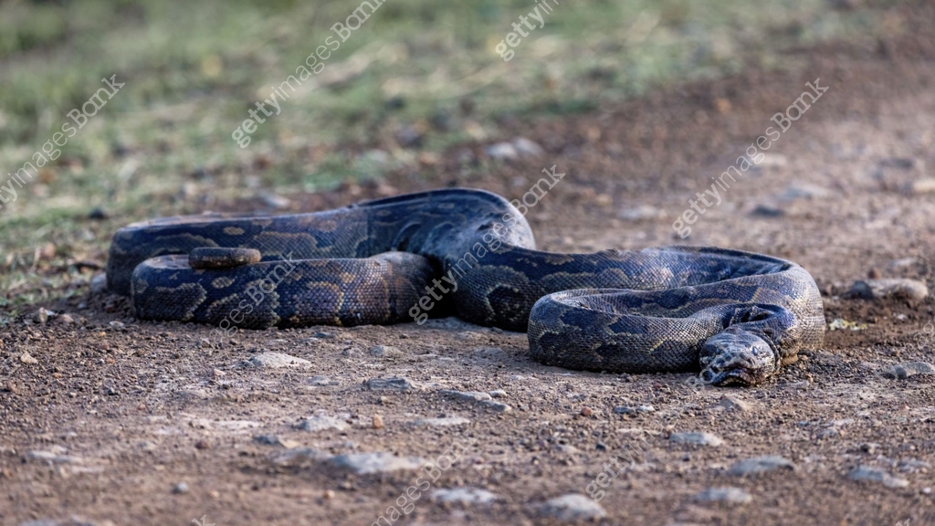 A southern Africa rock python, Python natalensis, curled up on a dirt ...